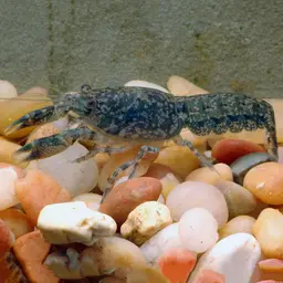 Cajun Dwarf Crayfish, photo 2