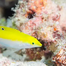 Lemon meringue wrasse