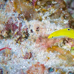 Lemon meringue wrasse, photo 2