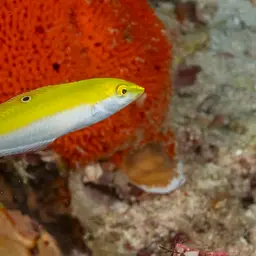 Lemon meringue wrasse, photo 3