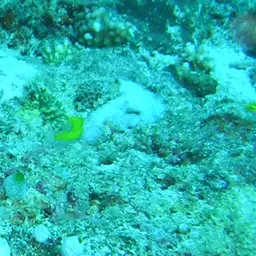 Lemon meringue wrasse, photo 4
