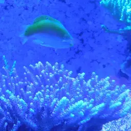Lemon meringue wrasse, photo 5
