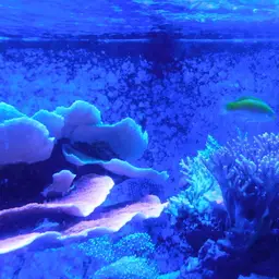 Lemon meringue wrasse, photo 6