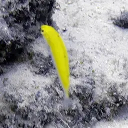 Lemon meringue wrasse, photo 7