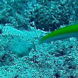 Lemon meringue wrasse, photo 8