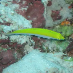 Lemon meringue wrasse, photo 9