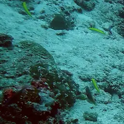 Lemon meringue wrasse, photo 10