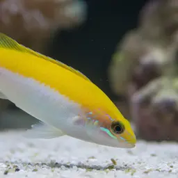 Lemon meringue wrasse, photo 11