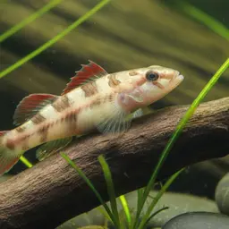 Candy Cane Goby