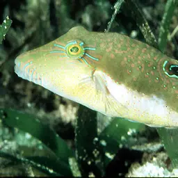 Bennett's Pufferfish, photo 1
