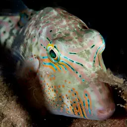 Bennett's Pufferfish, photo 2