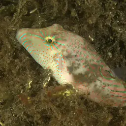 Bennett's Pufferfish, photo 3