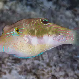 Bennett's Pufferfish, photo 4