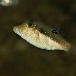 Bennett's Pufferfish, photo 5