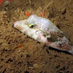 Bennett's Pufferfish, photo 6