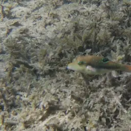 Bennett's Pufferfish, photo 7