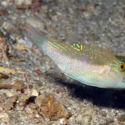 Bennett's Pufferfish, photo 9