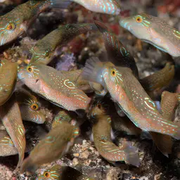 Bennett's Pufferfish, photo 11