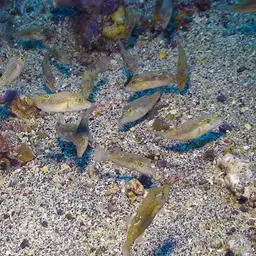 Bennett's Pufferfish, photo 12
