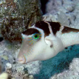Crowned Pufferfish