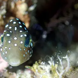 Hawaiian Whitespotted Toby