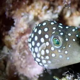Hawaiian Whitespotted Toby, photo 2