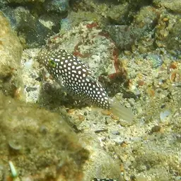 Hawaiian Whitespotted Toby, photo 3