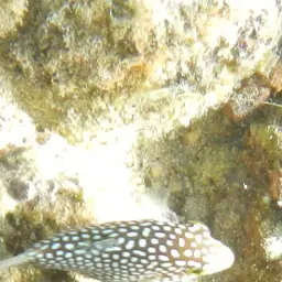 Hawaiian Whitespotted Toby, photo 4