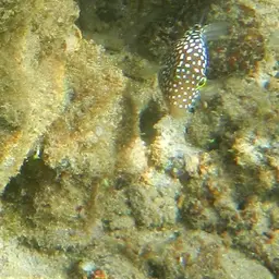 Hawaiian Whitespotted Toby, photo 5