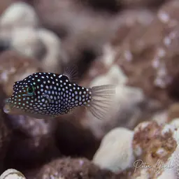 Hawaiian Whitespotted Toby, photo 6