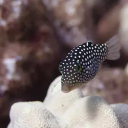 Hawaiian Whitespotted Toby, photo 7