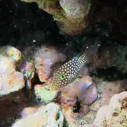 Hawaiian Whitespotted Toby, photo 8