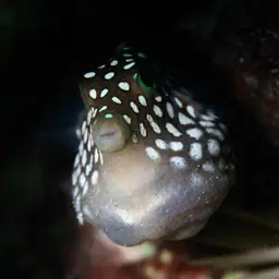 Hawaiian Whitespotted Toby, photo 9