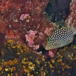 Hawaiian Whitespotted Toby, photo 10
