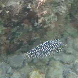 Hawaiian Whitespotted Toby, photo 11