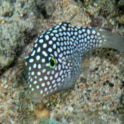 Hawaiian Whitespotted Toby, photo 12