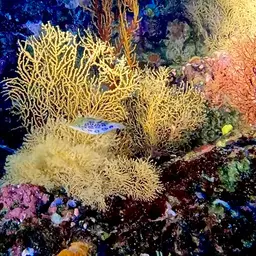 Leopard Pufferfish, photo 2