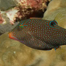 Papuan Toby, photo 2