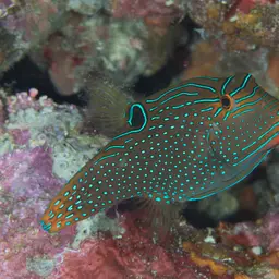 Papuan Toby, photo 3