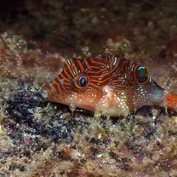 Papuan Toby, photo 4