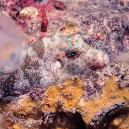 Papuan Toby, photo 5