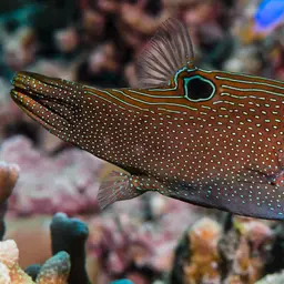 Papuan Toby, photo 6
