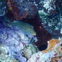 Papuan Toby, photo 7