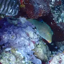 Papuan Toby, photo 8