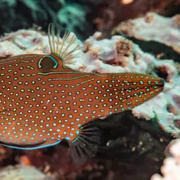 Papuan Toby, photo 9