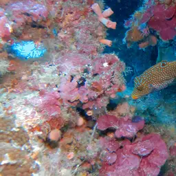Papuan Toby, photo 12