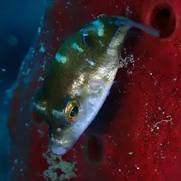 Caribbean Sharpnose-puffer, photo 3