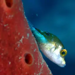 Caribbean Sharpnose-puffer, photo 4
