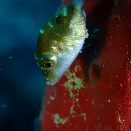 Caribbean Sharpnose-puffer, photo 5