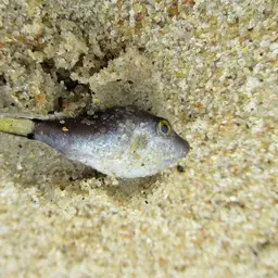 Caribbean Sharpnose-puffer, photo 6